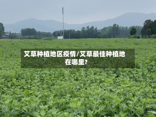 艾草种植地区疫情/艾草最佳种植地在哪里?-第2张图片