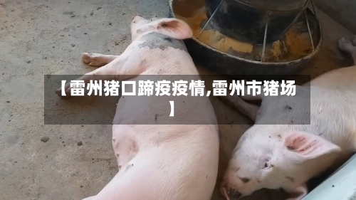【雷州猪口蹄疫疫情,雷州市猪场】